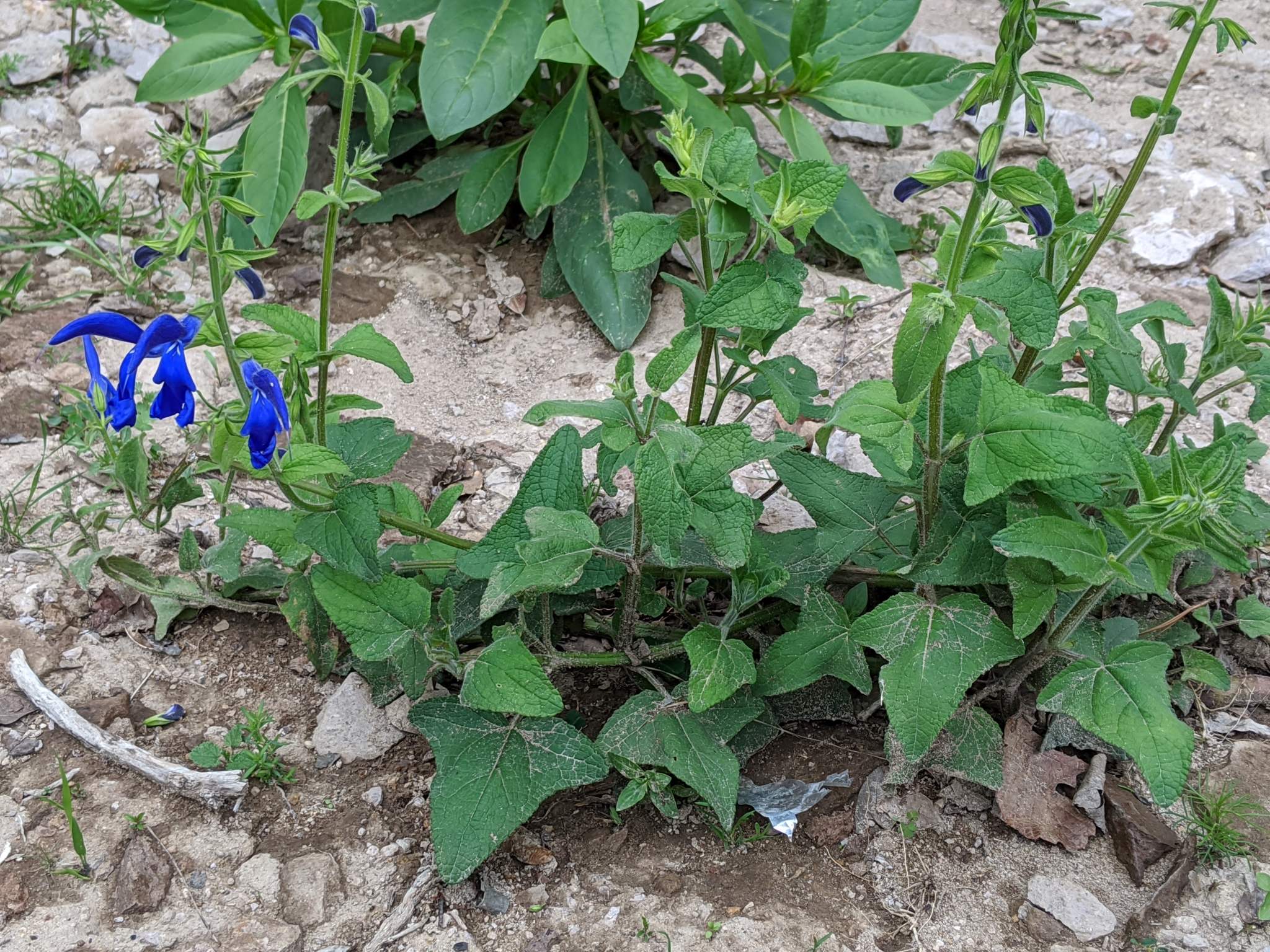 Salvia patens